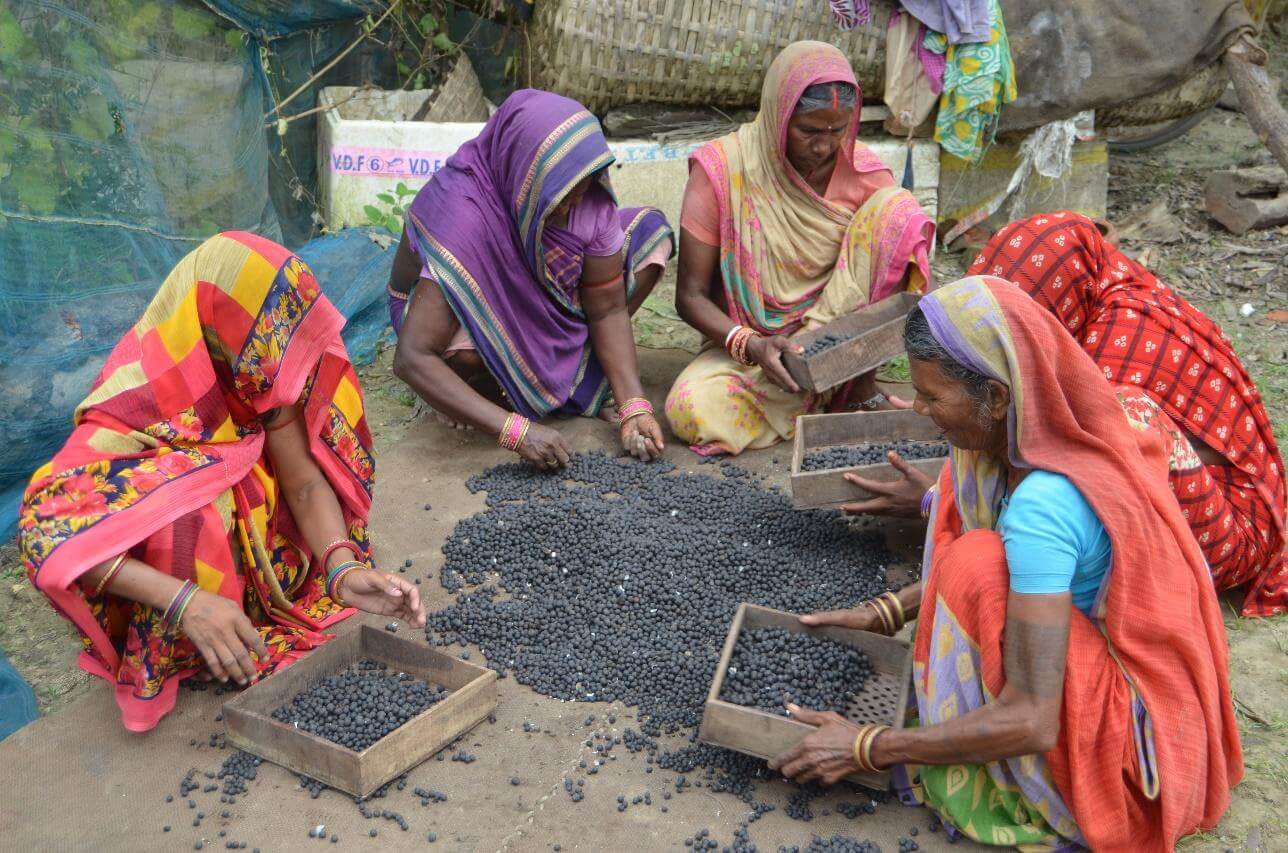 Makhana Cleaning Process